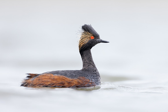 Eared Grebe