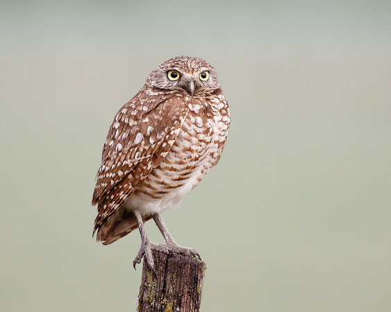 Burrowing Owl