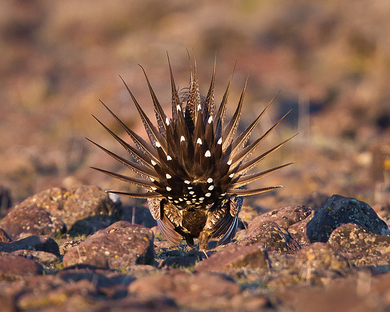 Greater Sage Grouse, rear view