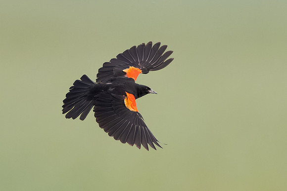 Red-winged Blackbird