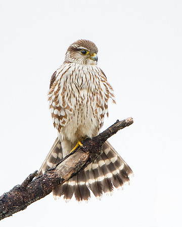 Merlin