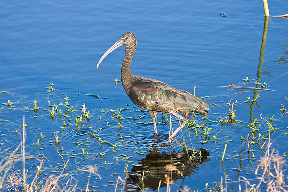 Glossy Ibis