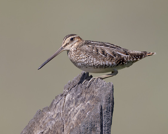 Wilson's Snipe