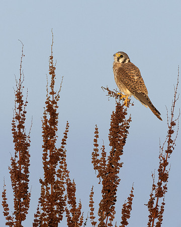 American Kestrel