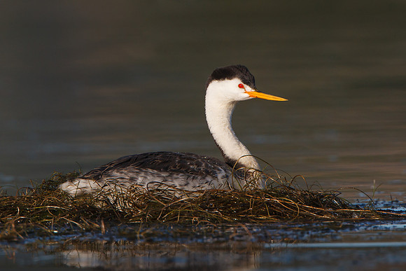 Clark's Grebe, on nest