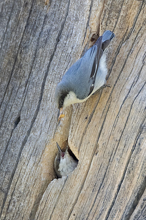 Pygmy Nuthatches, at nest