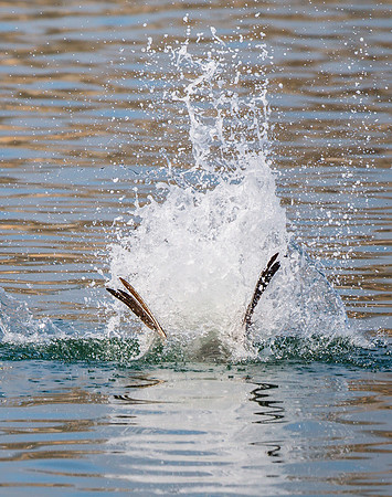 Brown Pelican, juvenile diving