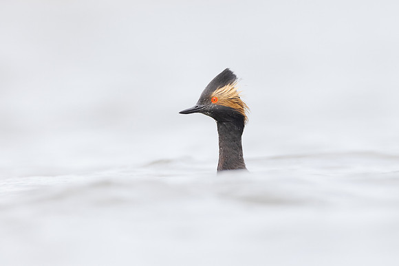 Eared Grebe