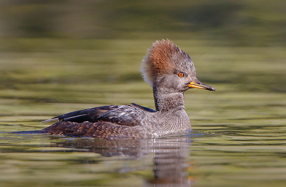 Hooded Merganser, female