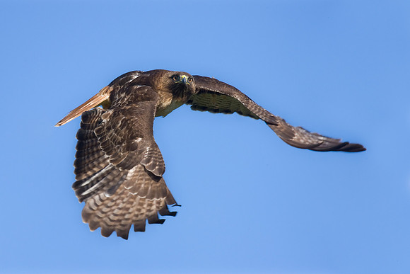 Red-tailed Hawk