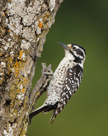 Nuttall's Woodpecker, female