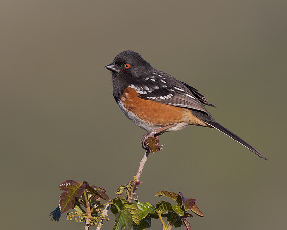Spotted Towhee