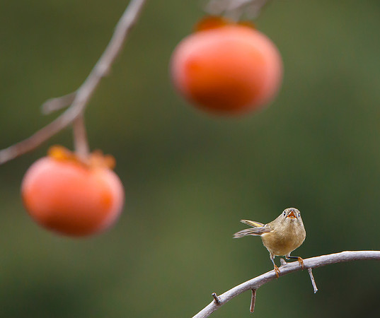 Ruby-crowned Kinglet, eyeing persimmons