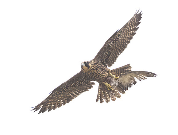 Peregrine Falcon, juvenile with prey