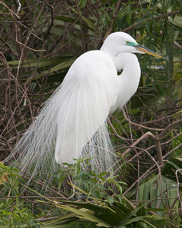 Great Egret, breeding plumage