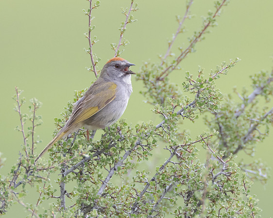 Green-tailed Towhee