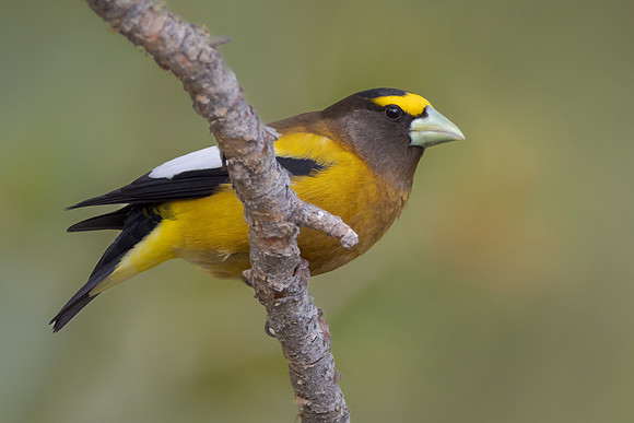 Evening Grosbeak