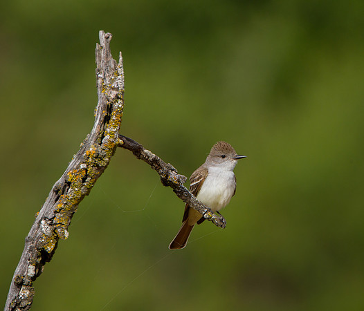 Ash-throated Flycatcher