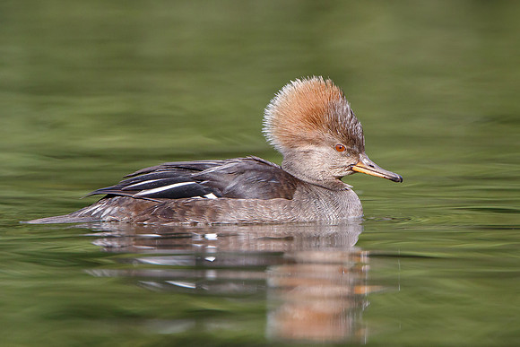 Hooded Merganser, female