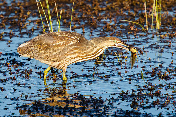 American Bittern, with bullfrog tadpole