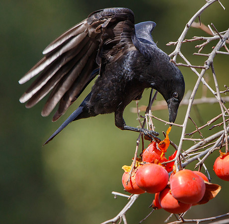 American Crow