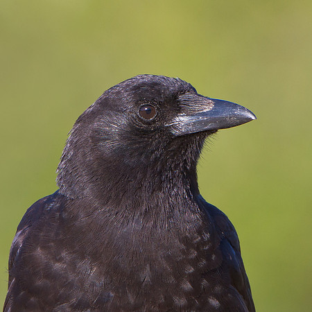American Crow