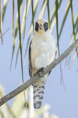 Laughing Falcon