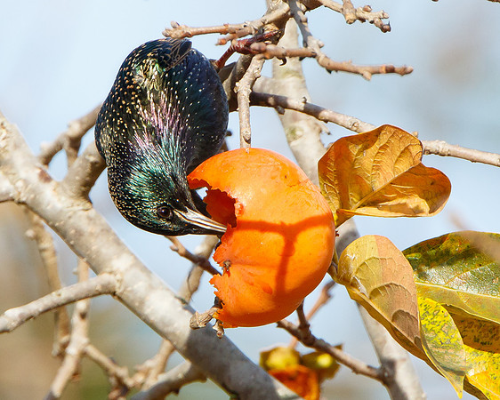 European Starling, eating persimmon