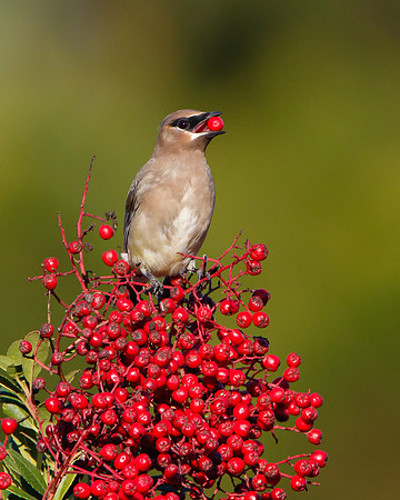 Juvenile Cedar Waxwing feeding on toyon berry
