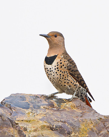 Northern Flicker