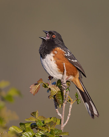 Spotted Towhee