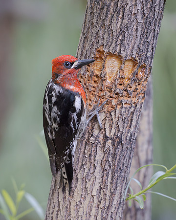 Red-breasted Sapsucker