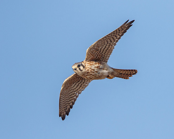 American Kestrel in flight