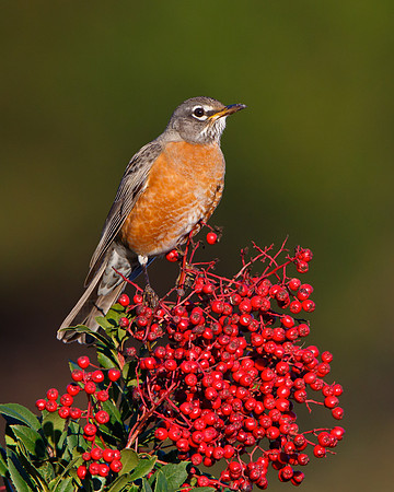 American Robin