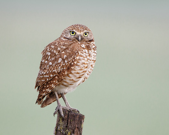 Burrowing Owl