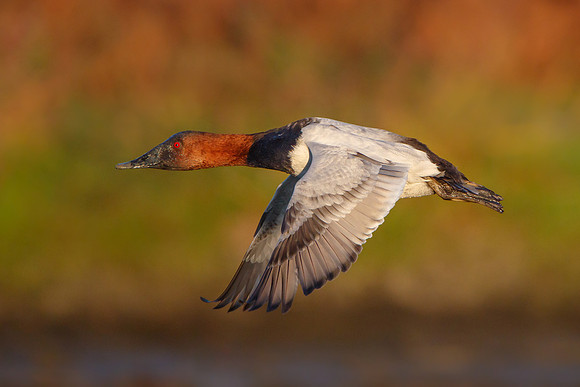 Canvasback