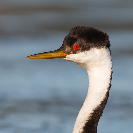 Western Grebe