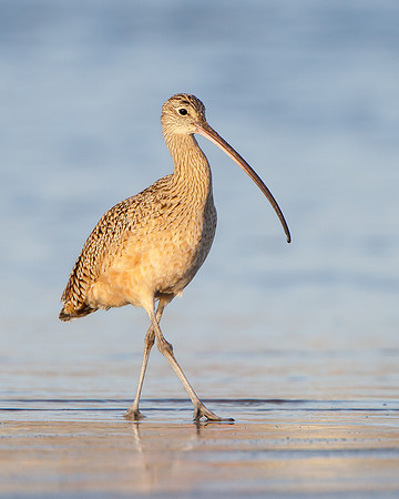 Long-billed Curlew