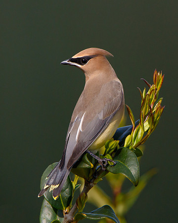 Cedar Waxwing