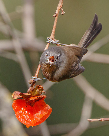 Wrentit