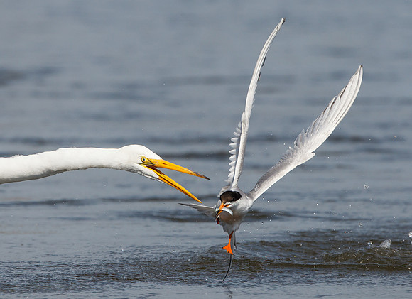 Forster's Tern, encroaching on Great Egret's territory