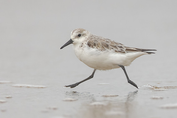 Sanderling