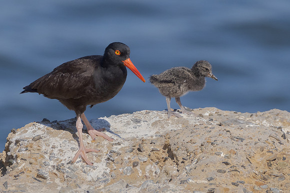 Black Oystercatchers, adult with chick