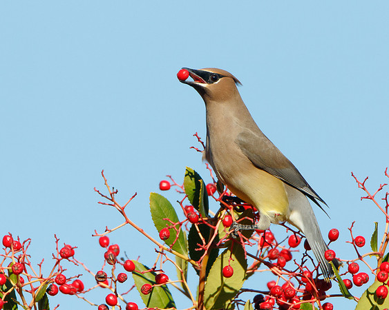 Cedar Waxwing, feeding on toyon berry