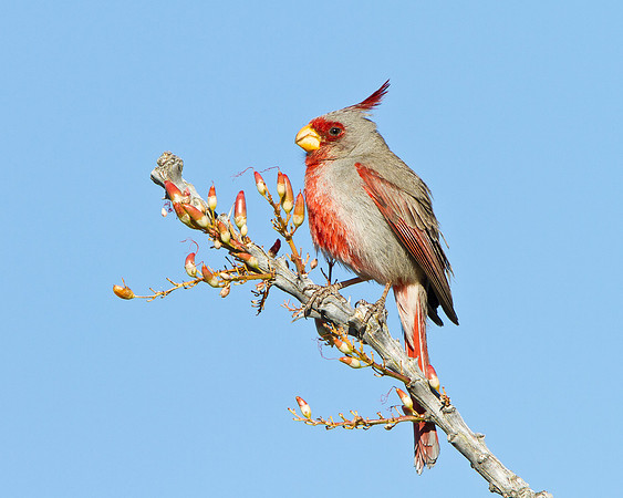 Pyrrhuloxia