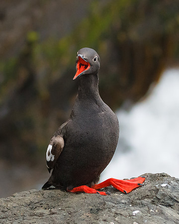 Pigeon Guillemot