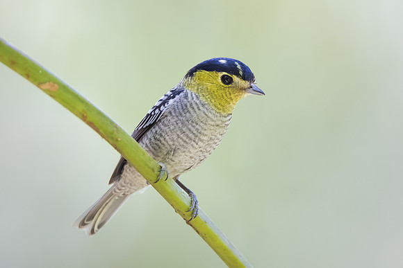 Barred Becard