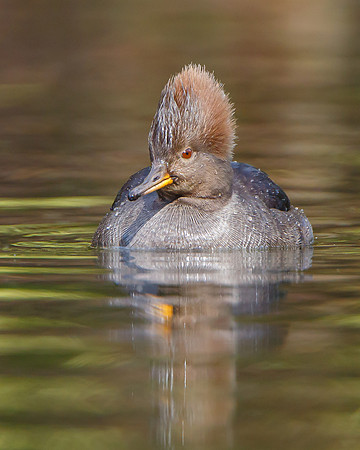 Hooded Merganser, female
