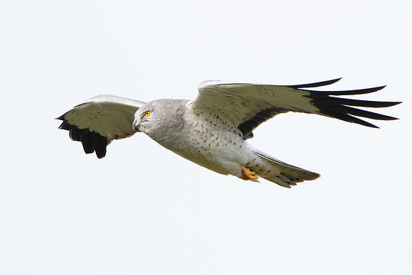 Northern Harrier, male