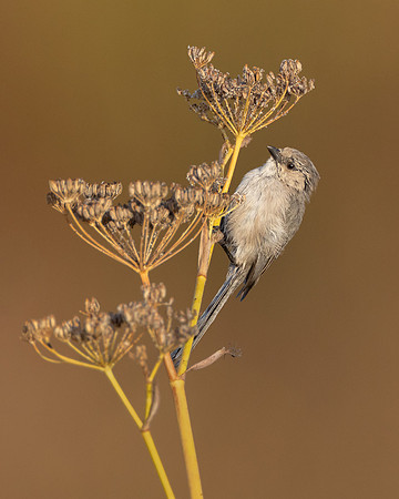Bushtit